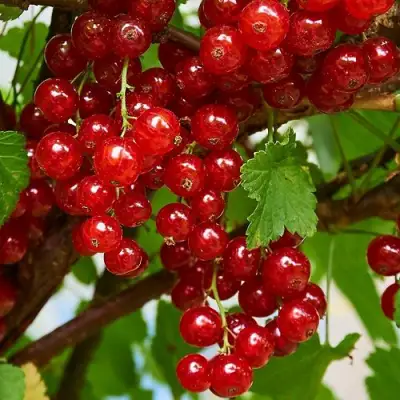 Смородина красная НАТАЛИ в Витебске