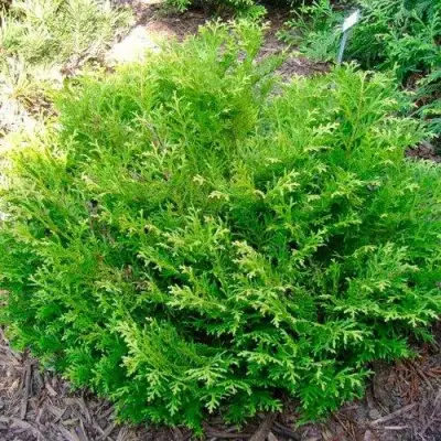 Туевик НАНА долотовидный  в Витебске