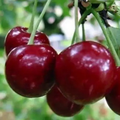 Вишня ГРИОТ БЕЛОРУССКИЙ в Витебске