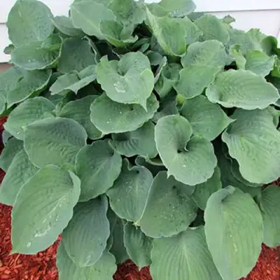 Хоста МУНЛАЙТ СОНАТА гибридная в Витебске