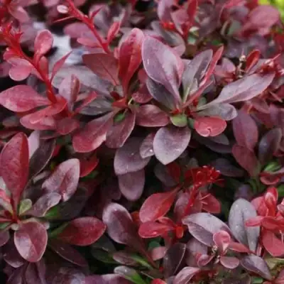 Барбарис АТРОПУРПУРЕА НАНА тунберга в Витебске