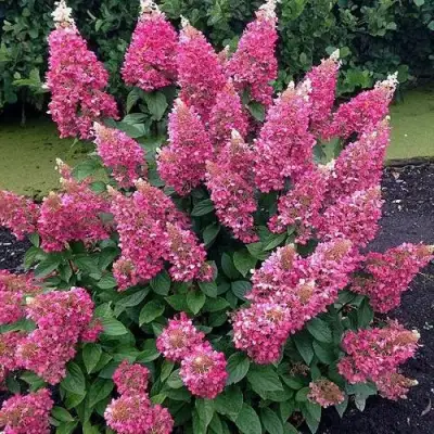 Гортензия МЕГА МИНДИ метельчатая в Витебске