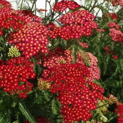 Тысячелистник ПАПРИКА обыкновенный в Витебске