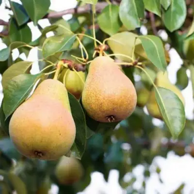 Груша ВЫСТАВОЧНАЯ в Витебске