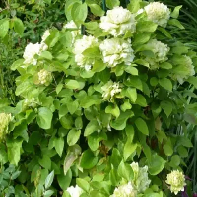 Клематис КОХАНА в Витебске