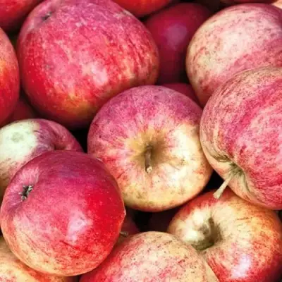 Яблоня ШТРИФЕЛЬ в Витебске