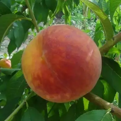 Персик ВАЙН ГОЛД Т3 в Витебске