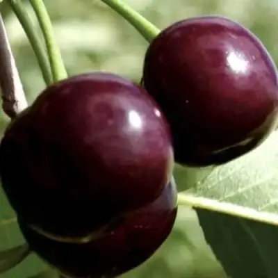 Дюк КСЕНИЯ (ЧЕРЕВИШНЯ) в Витебске