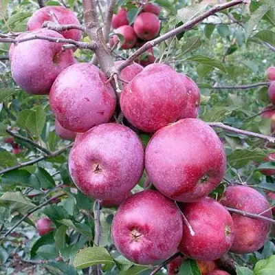 Яблоня ФЛОРИНА в Витебске