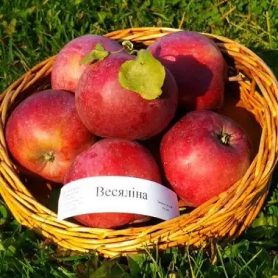Яблоня ВЕСЯЛИНА в Витебске