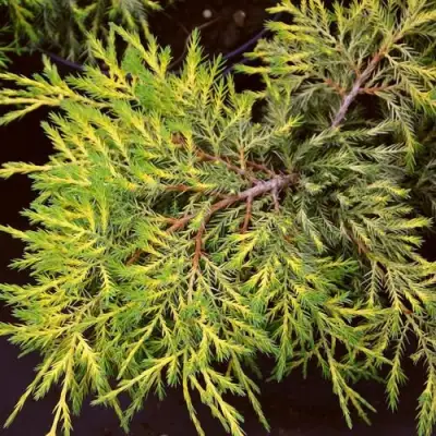 Можжевельник КИНГ ОФ СПРИНГ средний в Витебске