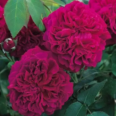 Роза ВИЛЬЯМ ШЕКСПИР английская в Витебске