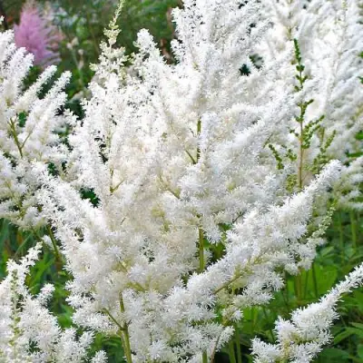 Астильба ДИАМАНТ Арендса в Витебске