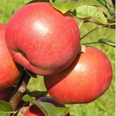 Яблоня РЕДКРАФТ в Витебске