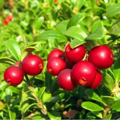 Брусника садовая РЕД ПЕРЛ в Витебске