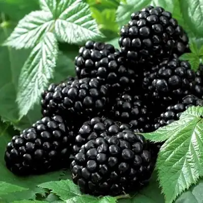 Ежевика БЛЭК БЬЮТИ в Витебске