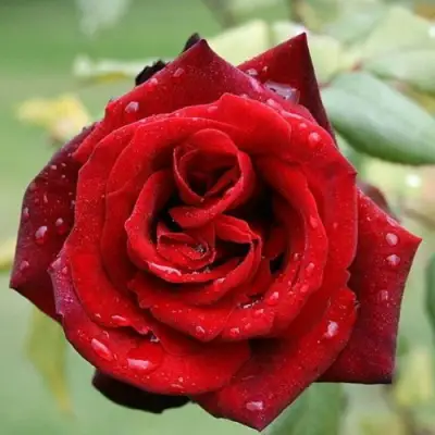 Роза ТАБУ чайно-гибридная в Витебске