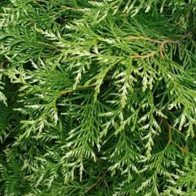 Туя СМАРАГД ВАРИЕГАТА западная в Витебске