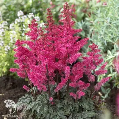 Астильба МУЛЕН РУЖ курчавая в Витебске