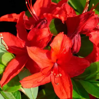 Азалия НАБУКО листопадная в Витебске