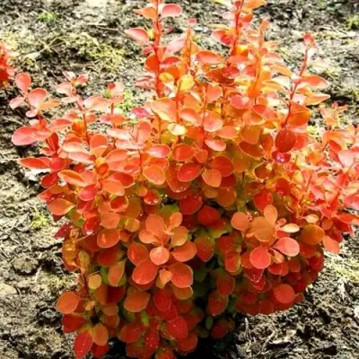 Барбарис ОРАНЖ ФАЙЕР тунберга в Витебске