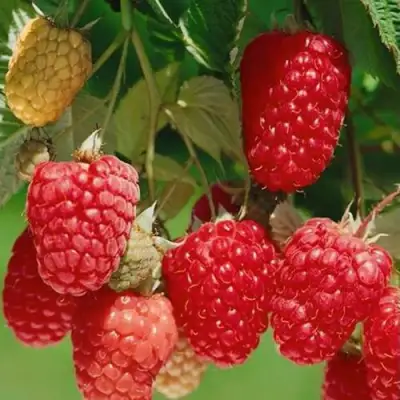 Малина ХИМБО-ТОП в Витебске