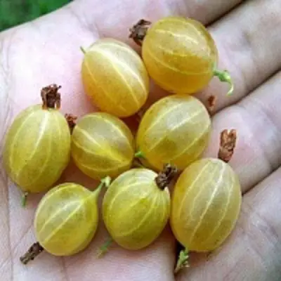 Крыжовник ЯРОВОЙ в Витебске