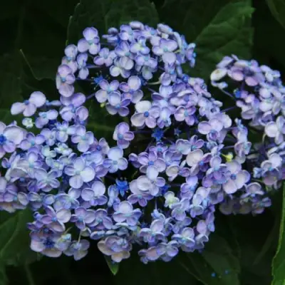 Гортензия АИША крупнолистная  в Витебске