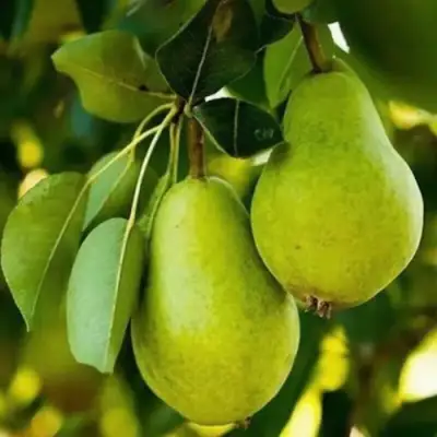 Груша СЕВЕРЯНКА колонновидная в Витебске