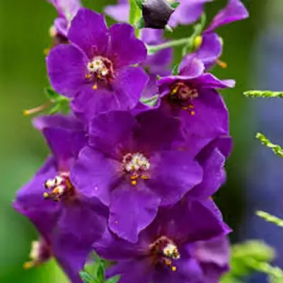 Коровяк ВИОЛЕТТА (вербаскум) в Витебске