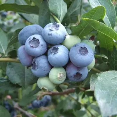 Голубика БЛЮЭТТА в Витебске