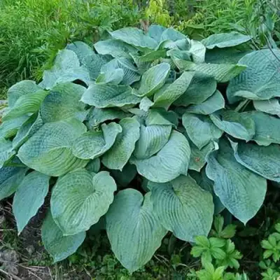 Хоста ЭЛЕГАНС Зибольда в Витебске