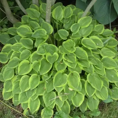 Хоста ГОЛДЕН ТИАРА в Витебске