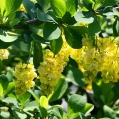 Барбарис ИНДИАН САММЕР  в Витебске