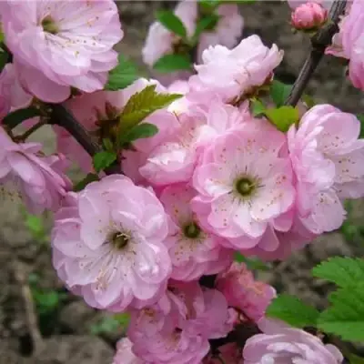 Миндаль ТРЁХЛОПАСТНЫЙ (луизеания) в Витебске