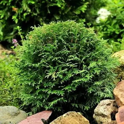 Туя ДАНИКА западная в Витебске