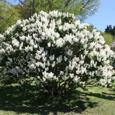 Сирень РОЧЕСТЕР в Витебске