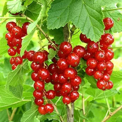 Смородина красная ФЕРТОДИ в Витебске