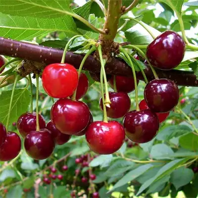 Вишня БРУСНИЦЫНА степная в Витебске