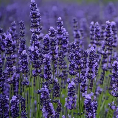 Лаванда МАНСТЕД узколистная в Витебске