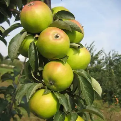 Яблоня ЛУКОМОР колонновидная в Витебске