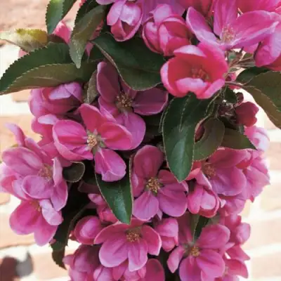 Яблоня ЗЕЛЁНЫЙ БУКЕТ декоративная в Витебске