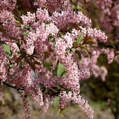 Черемуха НЕЖНОСТЬ в Витебске
