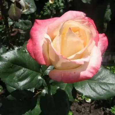 Роза БЕЛА ПЕРЛА чайно-гибридная в Витебске