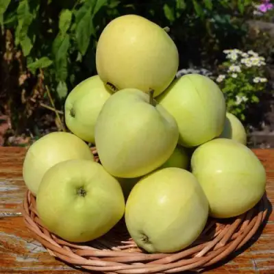 Яблоня ПАПИРОВКА в Витебске