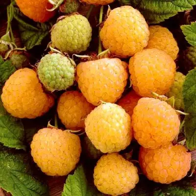 Малина ЗОЛОТЫЕ КУПОЛА в Витебске