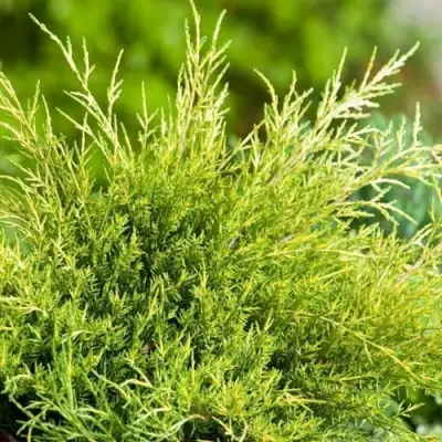 Можжевельник ОЛД ГОЛД средний в Витебске