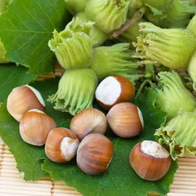 Фундук КРЕПКИЙ ОРЕШЕК в Витебске