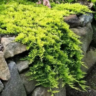 Можжевельник ГОЛДЕН КАРПЕТ горизонтальный  в Витебске