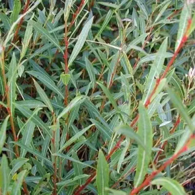 Ива НАНА пурпурная в Витебске